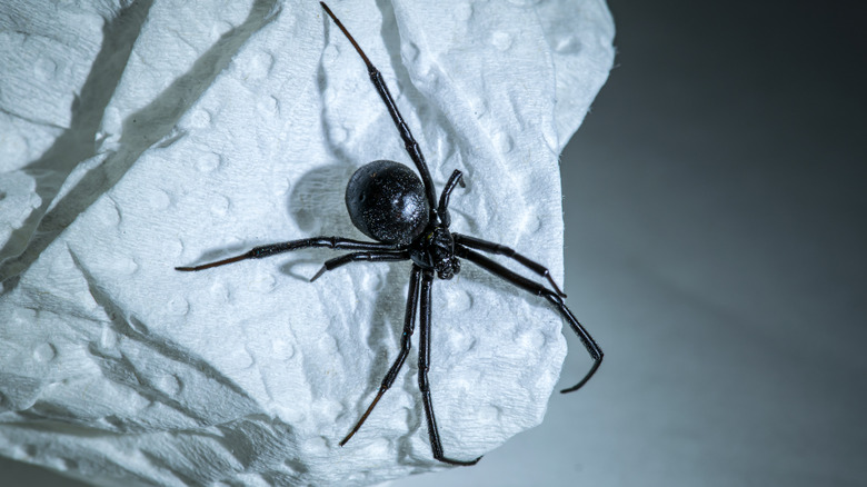 black widow spider white towel close up