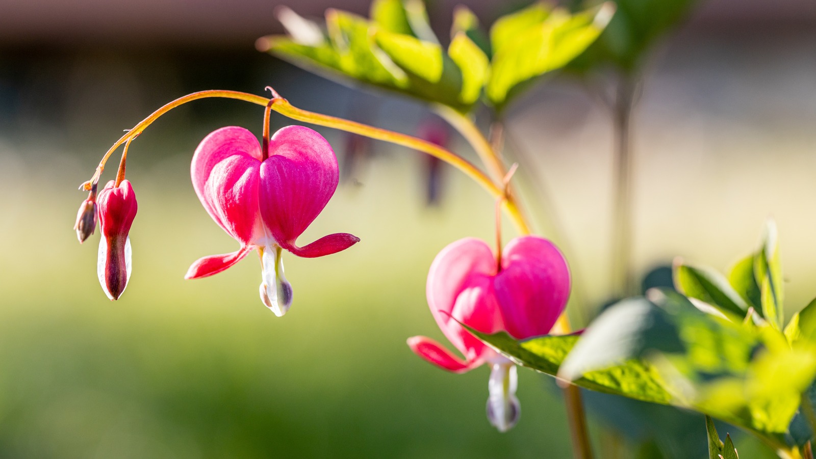 How To Easily Grow Bleeding Heart Plants Indoors To Add Color & Drama To  Your Space