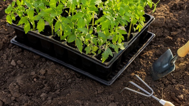 Tomato seedlings in plastic seed trays on fertile soil