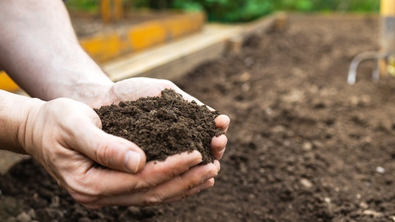 A pair of hands holding rich, dark soil in a garden bed