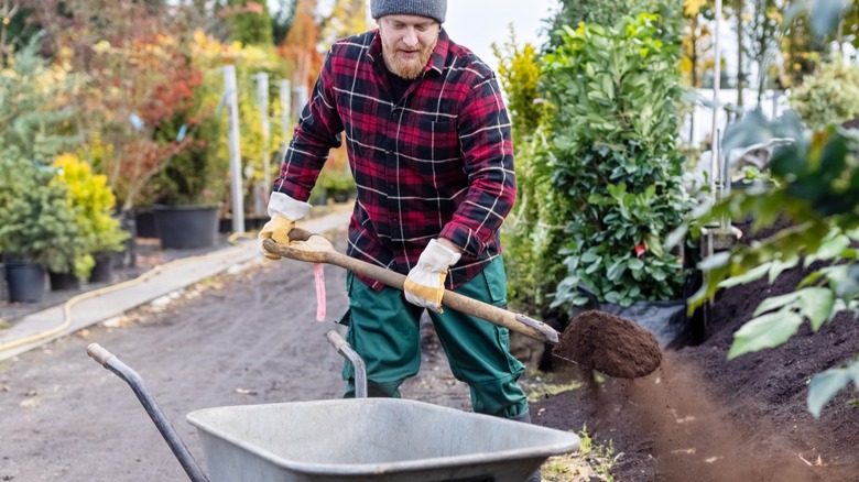 Man emptying a wheelbarrow of soil onto plants at a nursery