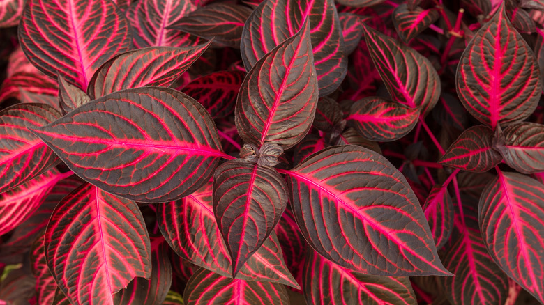 Bloodleaf plant leaves