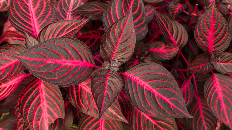 Bloodleaf plant leaves