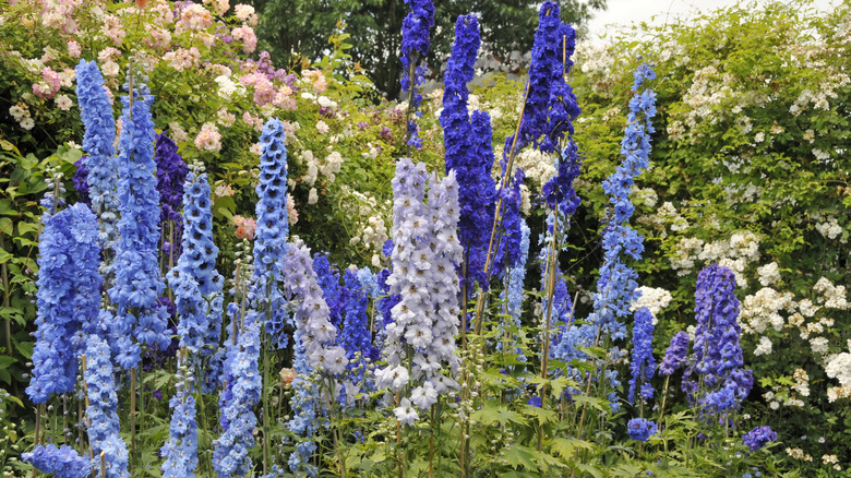 Blue delphiniums in garden.