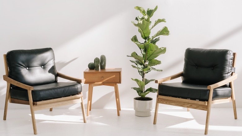 leather chairs with fiddle fig
