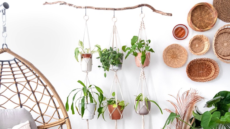 plants and baskets on wall