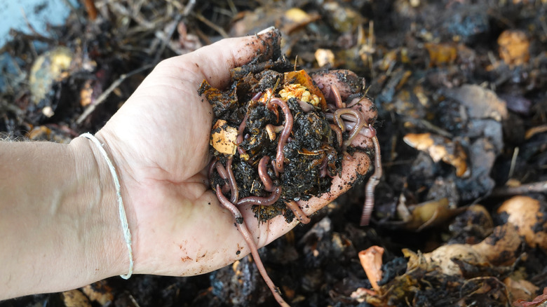 Someone holding a big handful of compost with healthy red wigglers throughout.