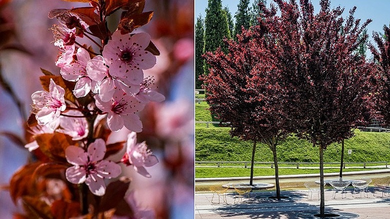 Split image of 'Atropurpurea' flowers in early bloom, and a group of purpleleaf plum trees in a park