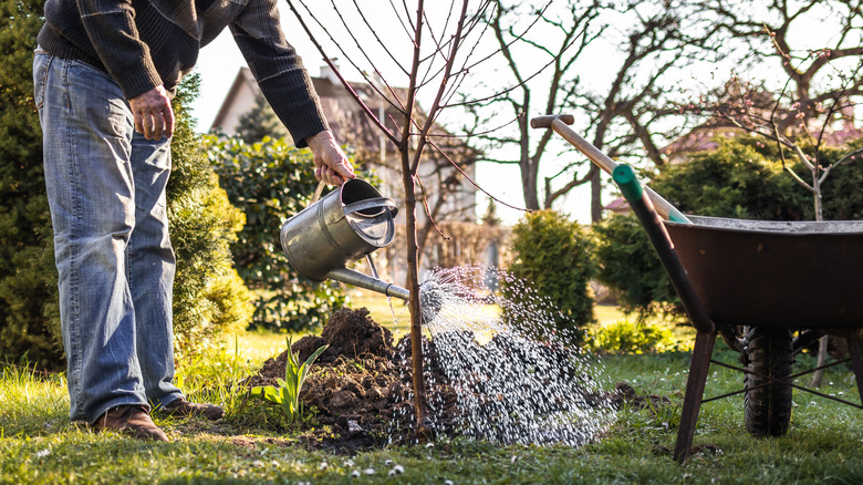 Planting a tree in the springtime