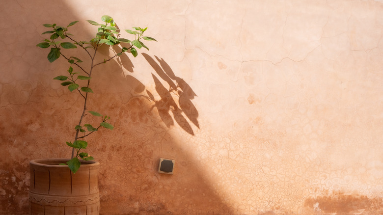 Potted plant in front of tadelakt wall