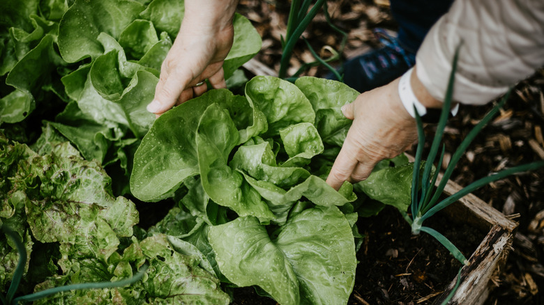 A gardener checking his veggies