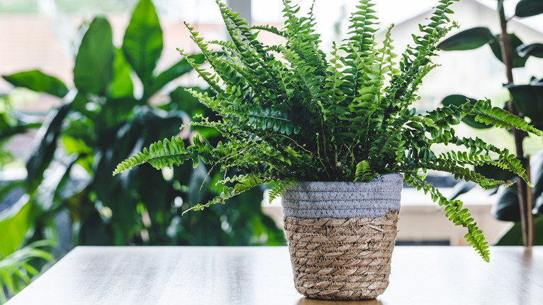 Boston Fern on table