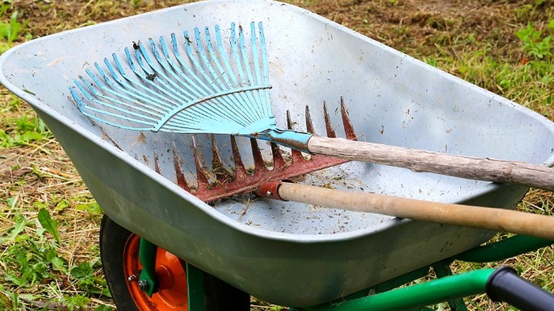 A green wheelbarrow holds a blue leaf rake and a red bow rake