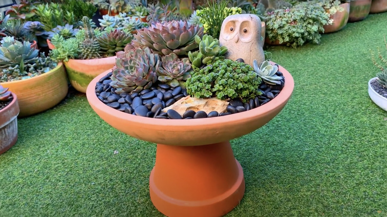birdbath planter with succulents