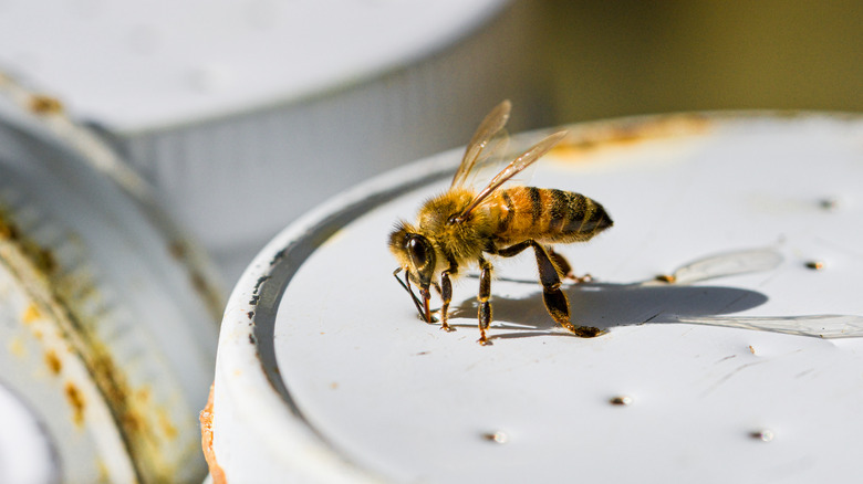 bee drinking from feeder