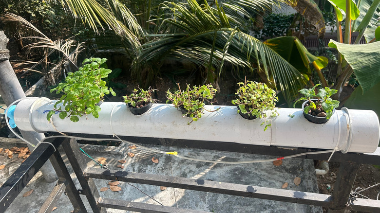 Hydroponic herb garden with PVC pipe