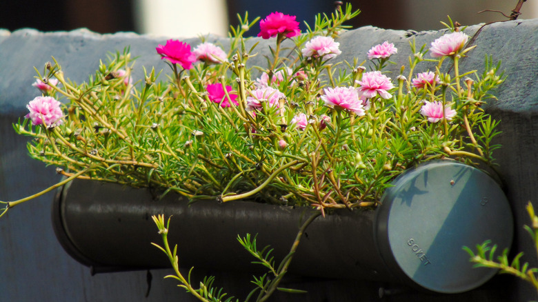PVC pipe planter