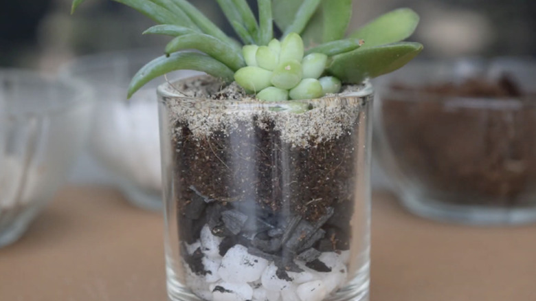 Succulent in shot glass
