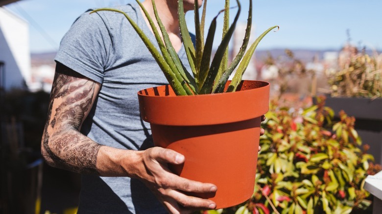 person holding aloe vera plant