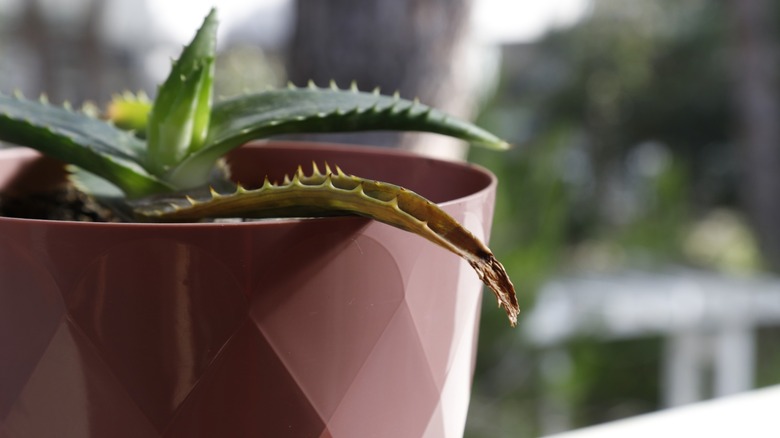 rotted aloe vera plant