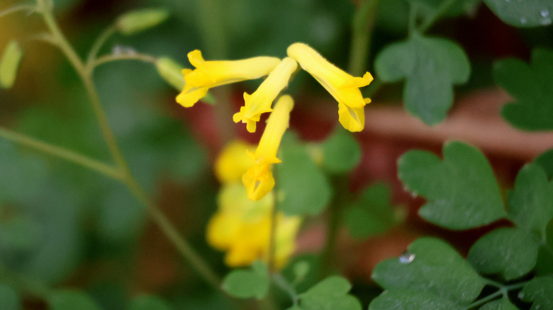 Tubular yellow corydalis flowers against a green, leafy background.