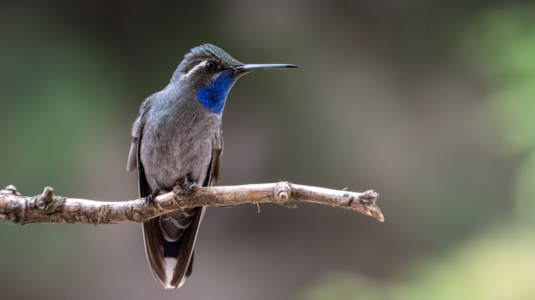 Hummingbird sitting on a branch