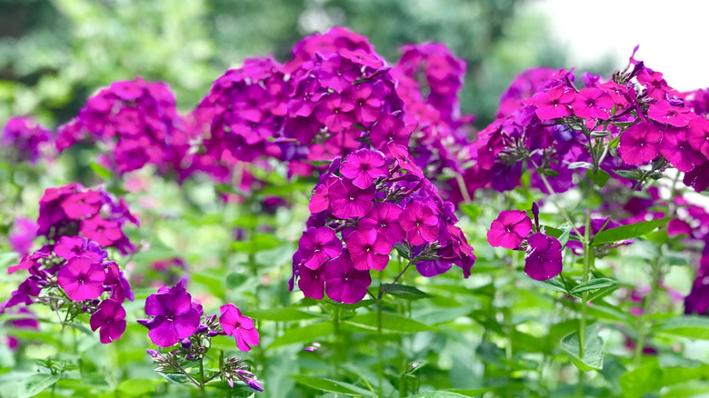 Magenta garden phlox