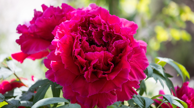 magenta peony