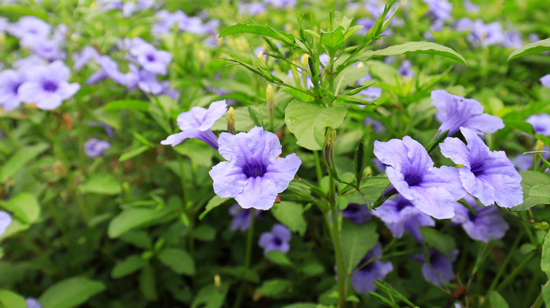 Wild petunias in a lush garden