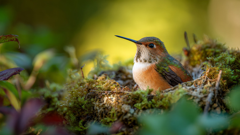 Hummingbird sitting in a nest
