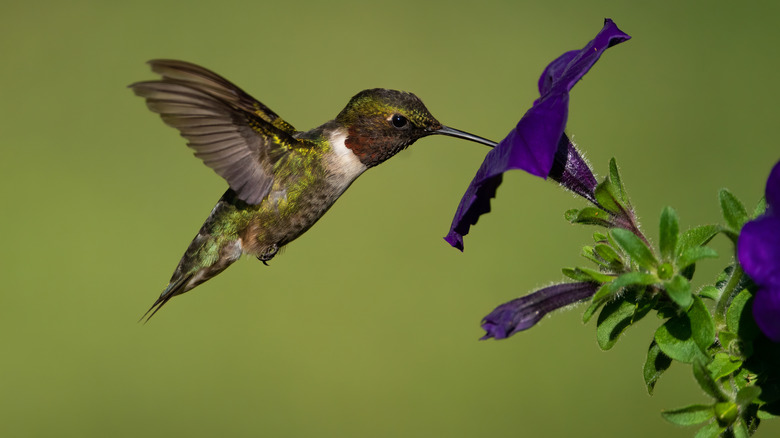 Ruby-throated hummingbird on purple petunia flower