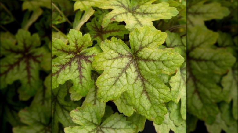 The red-veined foliage of a Heucherella 'Alabama Sunrise' plant growing in the garden.