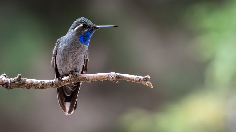 A hummingbird perched in garden on a twig.
