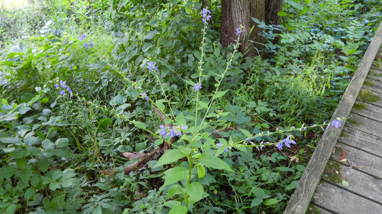 A tall bellflower growing in a border woodland garden bedside a wooden pathway and under a tree.
