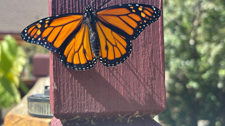A monarch butterfly perched on a painted fence post in a residential backyard.