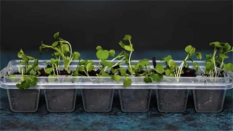 herbs planted in ice cube tray