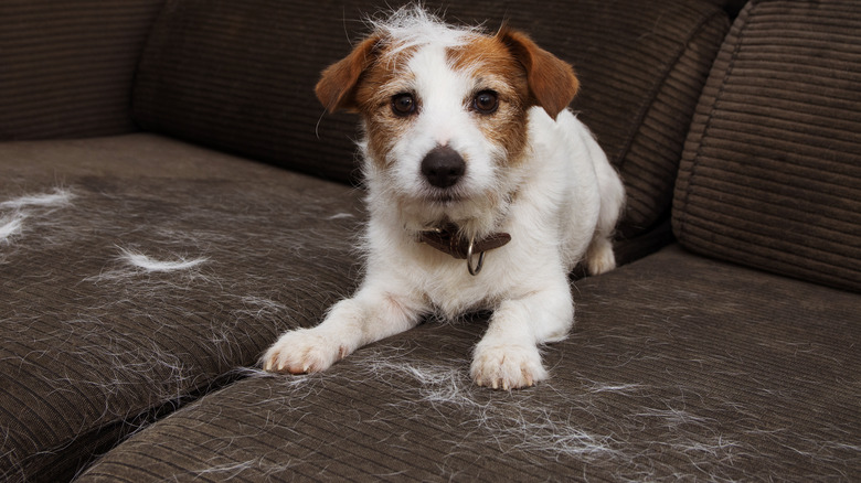 dog hair on brown couch