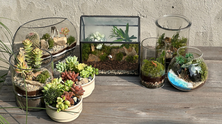 Cacti and succulents in terrariums