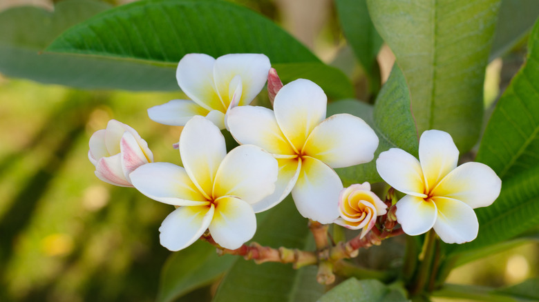 Closeup of beautiful frangipani tree blossoms