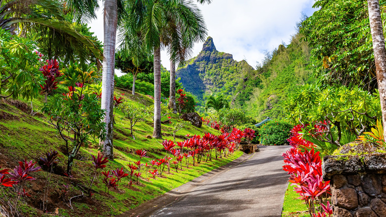 A road in Hawaii with flowers and palm trees
