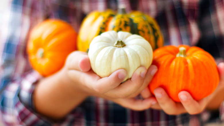 woman holding mini pumpkins