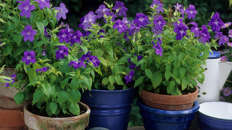 Bush violets in pots
