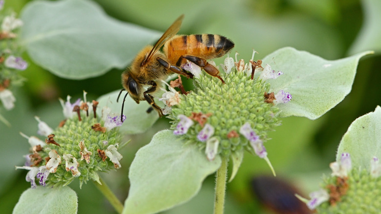 bee on mountain mint