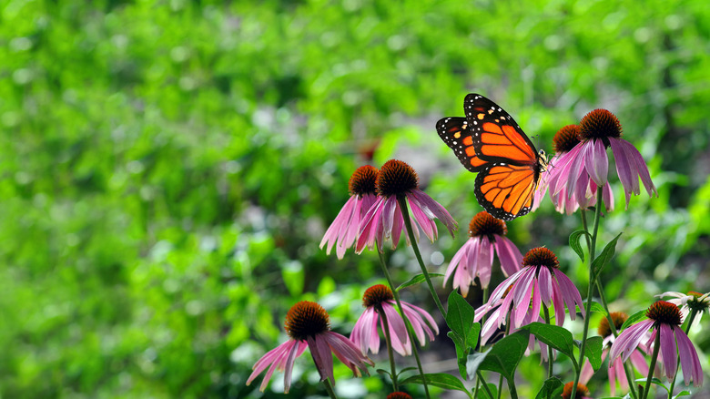 Monarch butterfly on a purple coneflower bloom