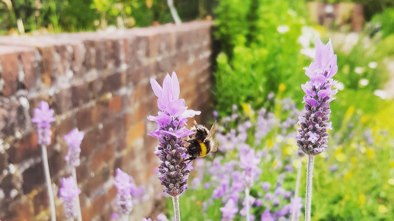 A bumblebee collects pollen from a lavender flower in a brick-walled garden.