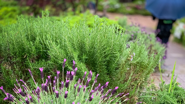 Lavender and rosemary shrubs with person walking in background