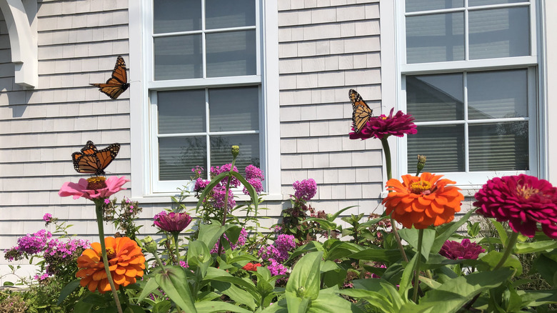Multiple monarch butterflies landing on flowers outside of a house