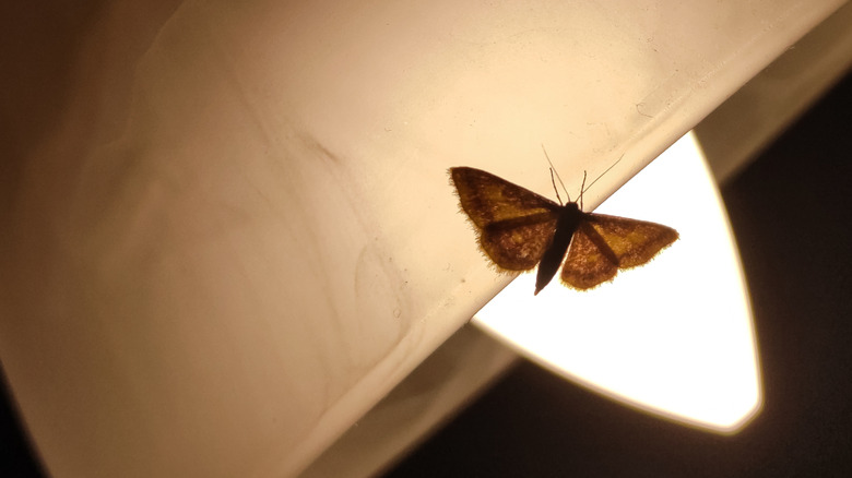A moth perched on a lamp at night