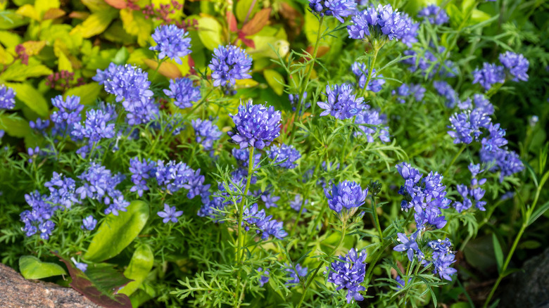 A patch of bluehea gilia blooming in a garden.