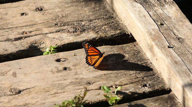 A monarch butterfly rests on a wooden boardwalk in a garden.